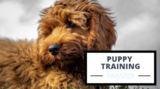 Learn to Effectively Train a Puppy