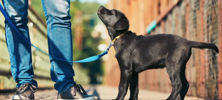 Puppy Training 101: Our Guide to Effectively Training a Puppy
