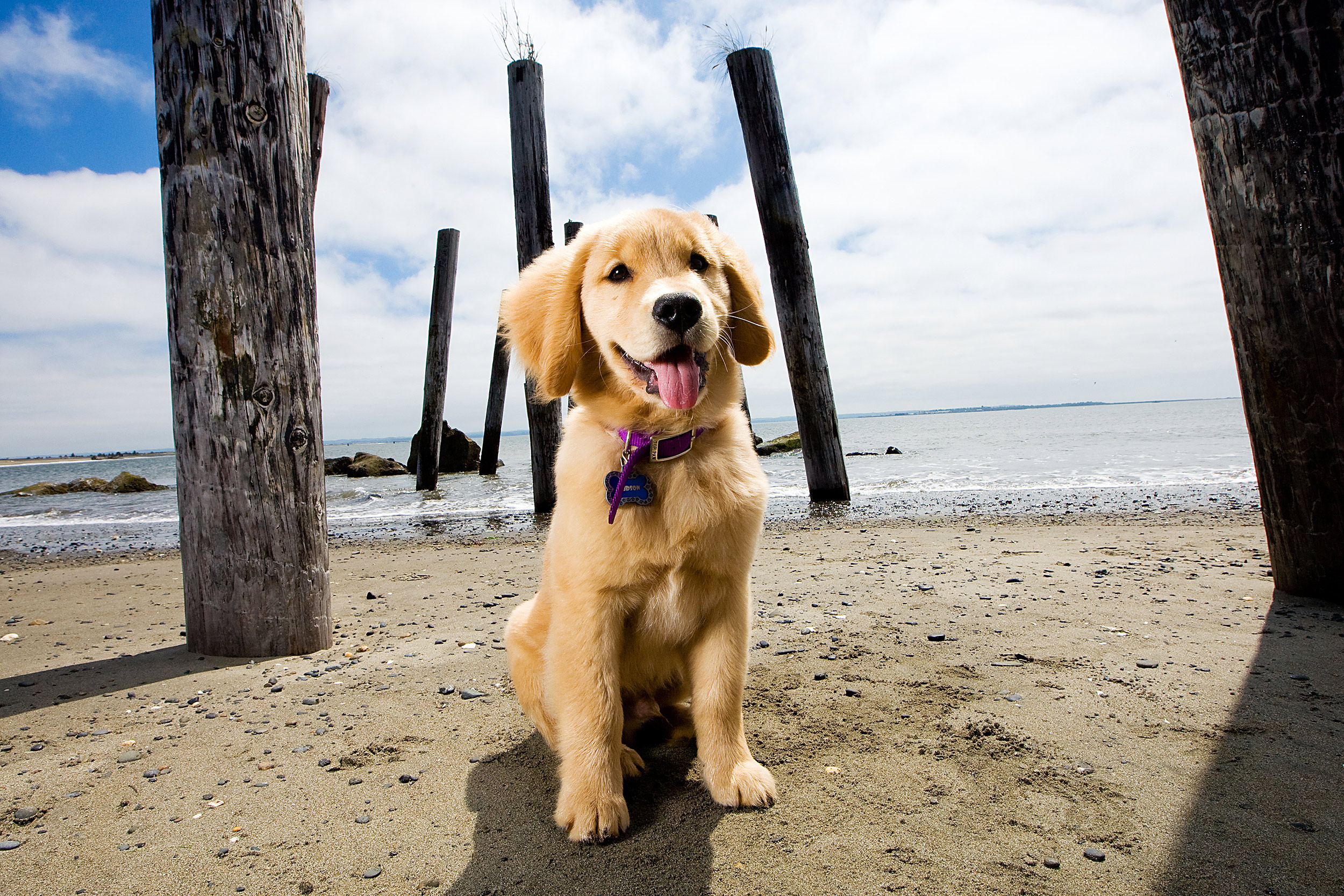 Golden Retriever Puppy Sit and Stay