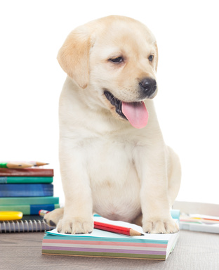 Preparing Information for Your Pet Sitter