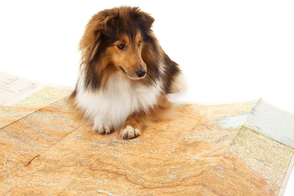 Does Your Dog Need a GPS Unit?