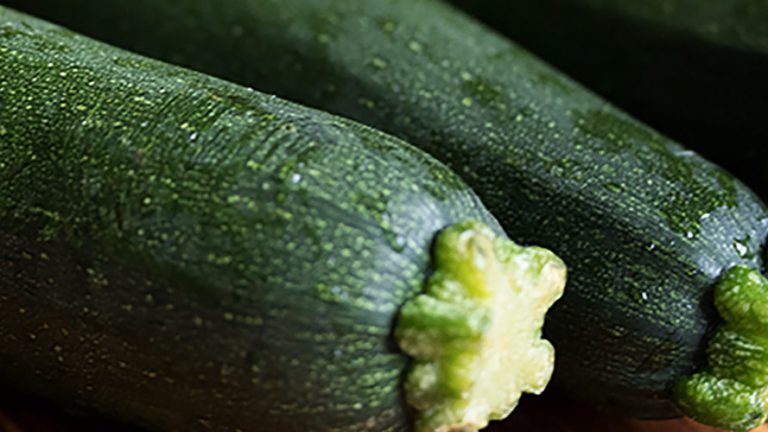 Can Dogs Eat Zucchini,Desert Rose Plant Care