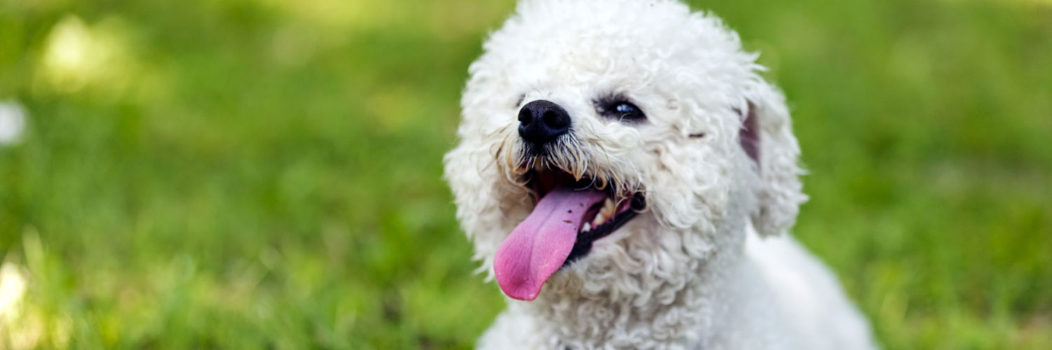 Bichon Frise Information Fun Facts And Faq S 21 Edition