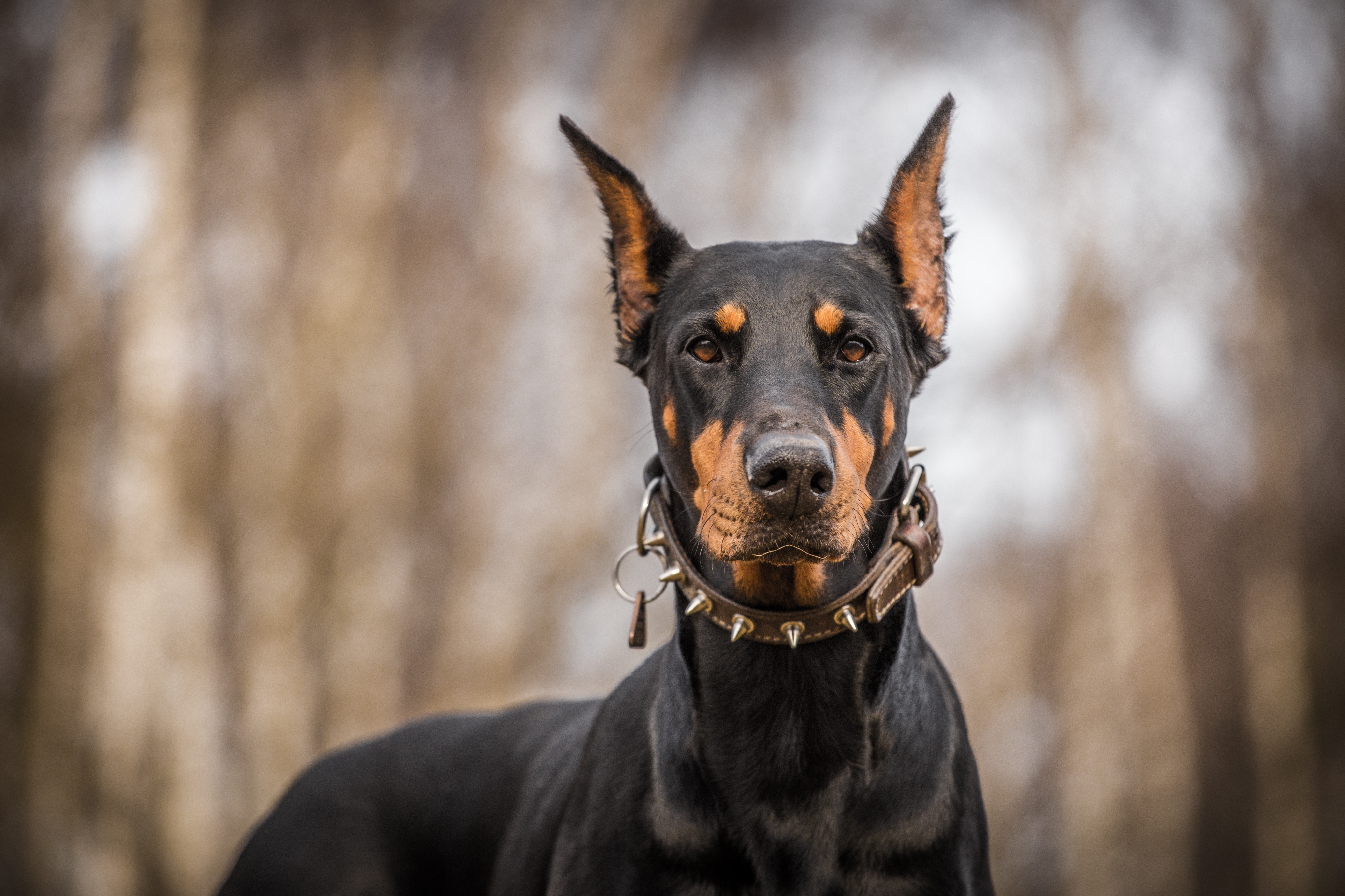 Doberman Pinscher Dog Information Fun Facts And Faqs 2018 Edition