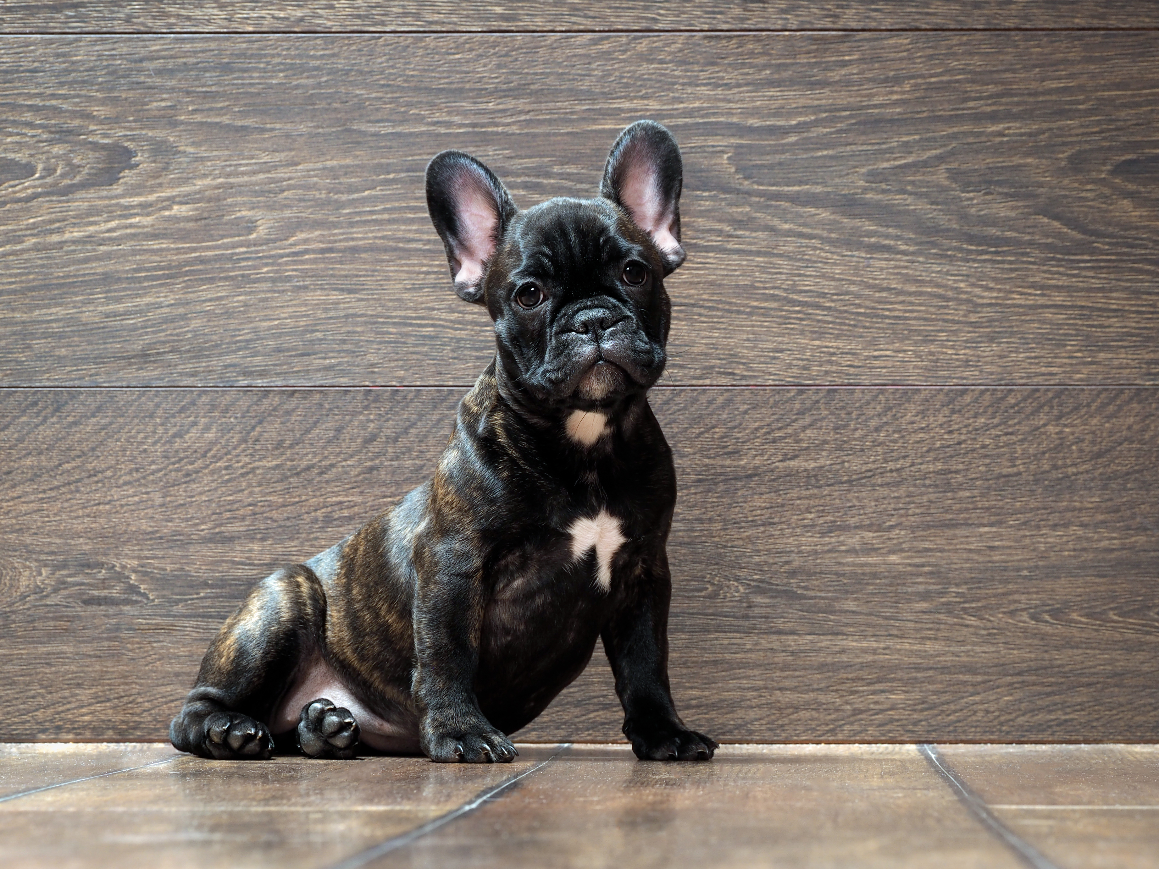 what is a french bulldog mixed with