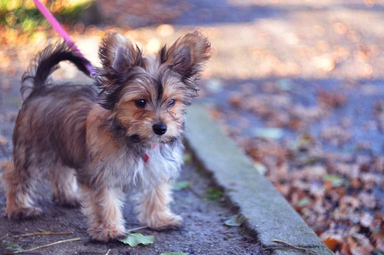 Chorkie Dog Breed, Fun Facts and Puppy Pictures