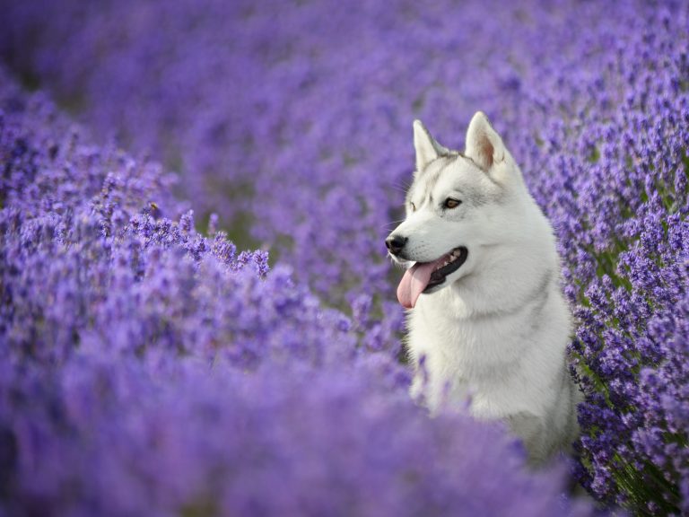 Allergies in Dogs – Signs and Types of Dog Allergies
