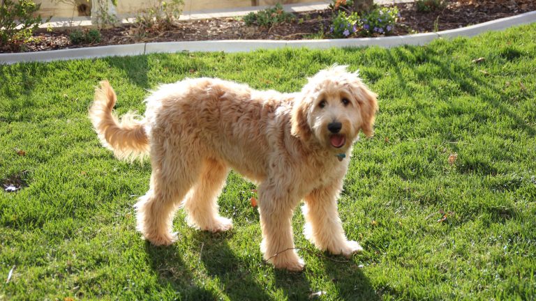 goldendoodle bred with goldendoodle