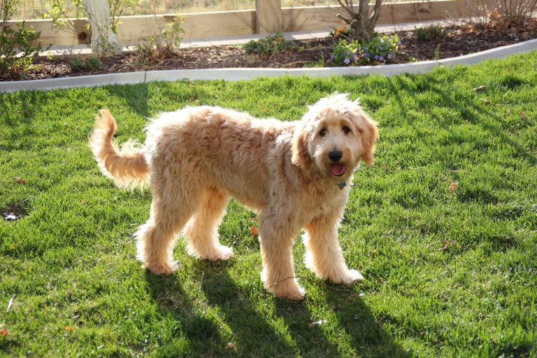 Goldendoodle Information, Breed Profile and Puppy Pictures – 2023