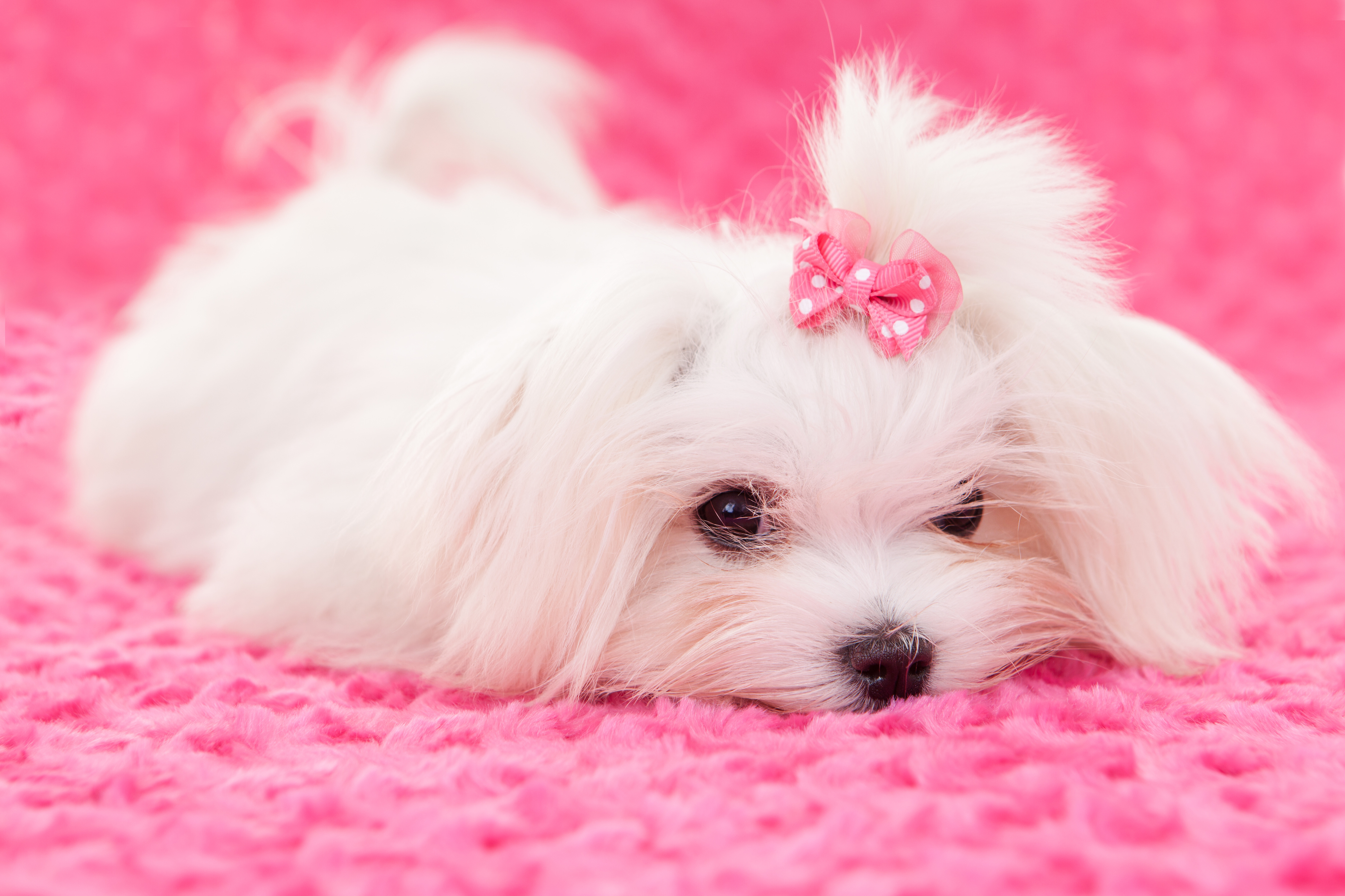 Maltese Dog Breed Information Facts And Faqs 2018 Edition