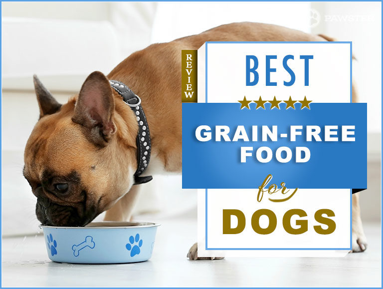 7 Best Grain Free Dog Foods To Feed Your Adult Dog + Your Questions about Grain-Free Foods Answered