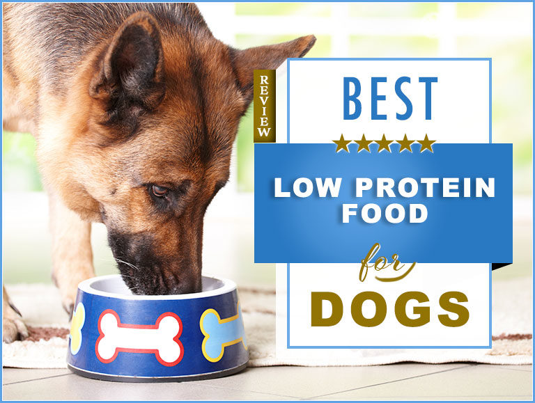 Best Low Protein Dog Foods – Low Grain & Healthy Nutrition