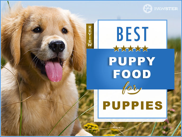 best dog food for my puppy