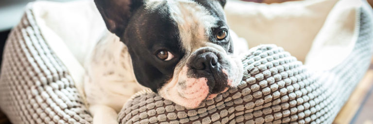 The Ultimate Guide To Buying a Dog Bed
