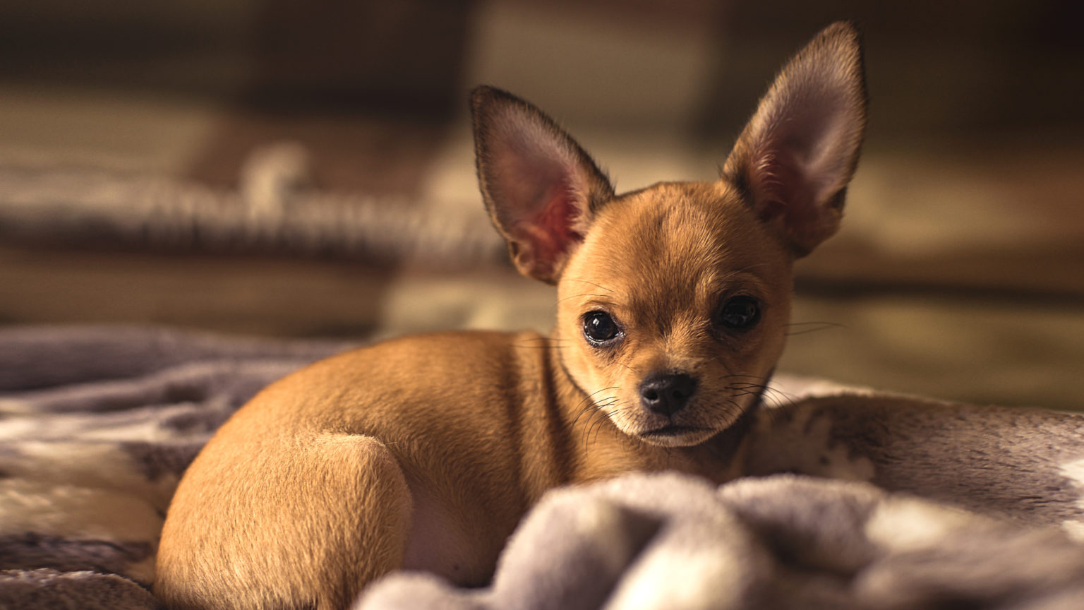 8 Best Foods for an Adult and Puppy Chihuahua in 2021