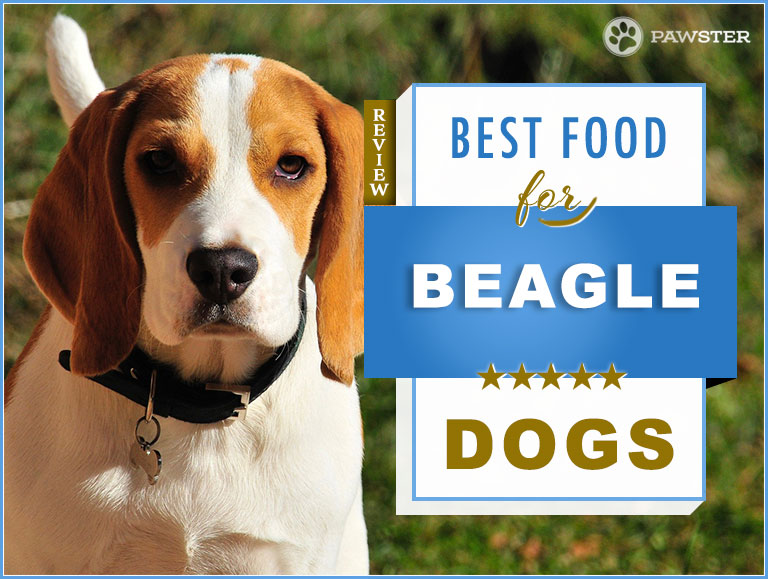 best dog food for hunting beagles