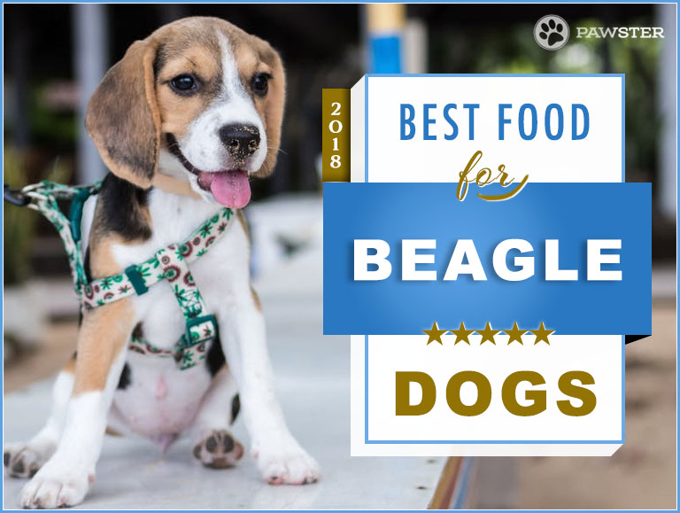 Top 6 Recommended Dog Foods for a Beagle