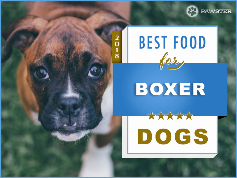 Top 6 Best Recommended Foods for a Boxer