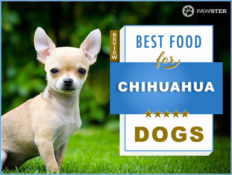 chihuahua puppy food