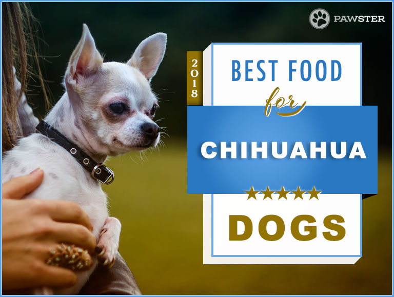 Top 6 Best Foods for a Chihuahua