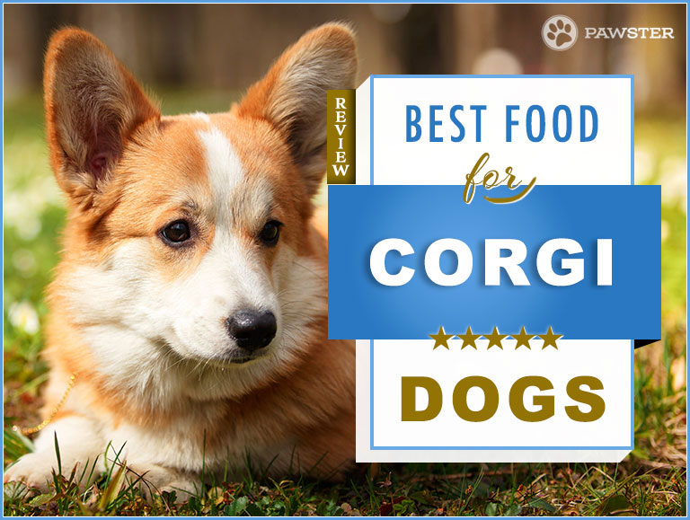 best dog food for corgi reddit