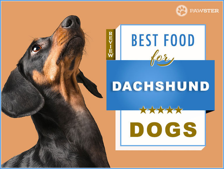 Best Dog Food for Adult & Puppy Dachshunds – Nutrition Guide