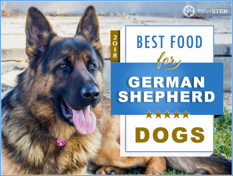 Top 6 Recommended Best Foods for a German Shepherd