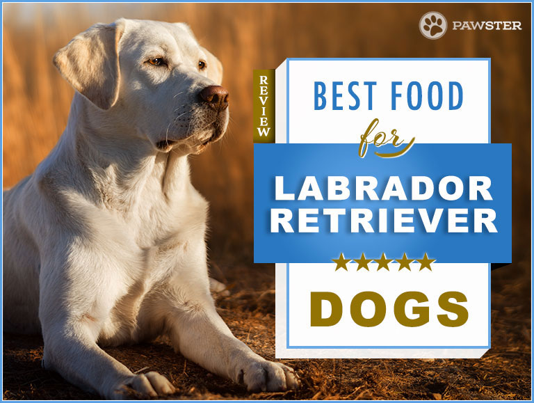 best dog food for retrievers
