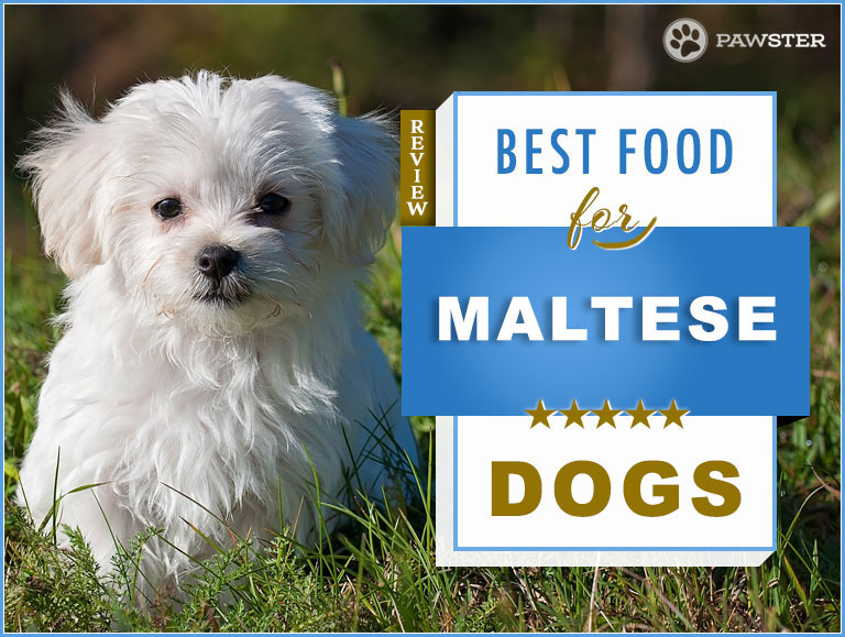 best dog food for senior maltese