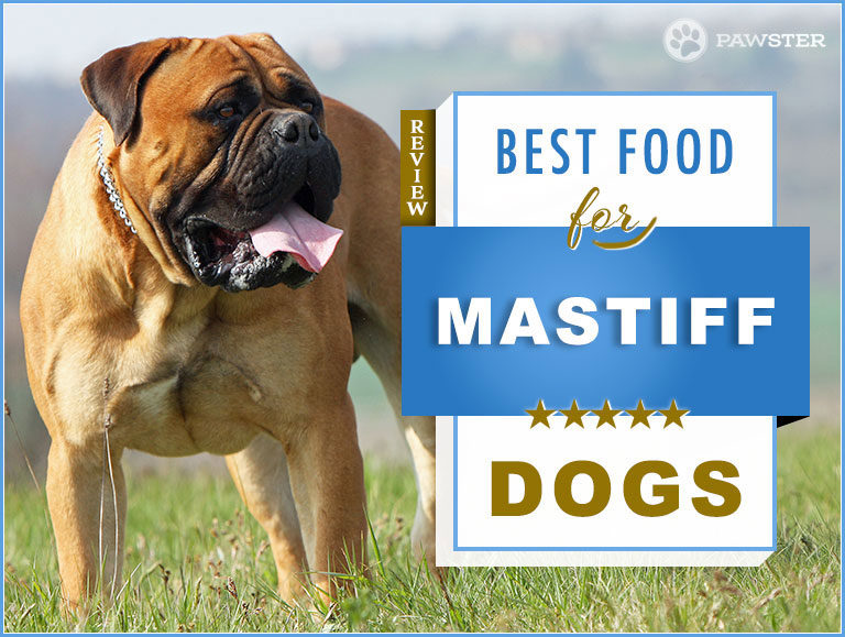 Top 9 Recommended Best Foods for a Mastiff in 2022 + Our Exclusive Feeding Guide