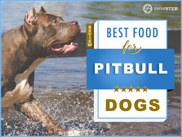 Top 7 Recommended Best Foods for a Pitbull in 2022 + Our In-Depth Feeding Guide