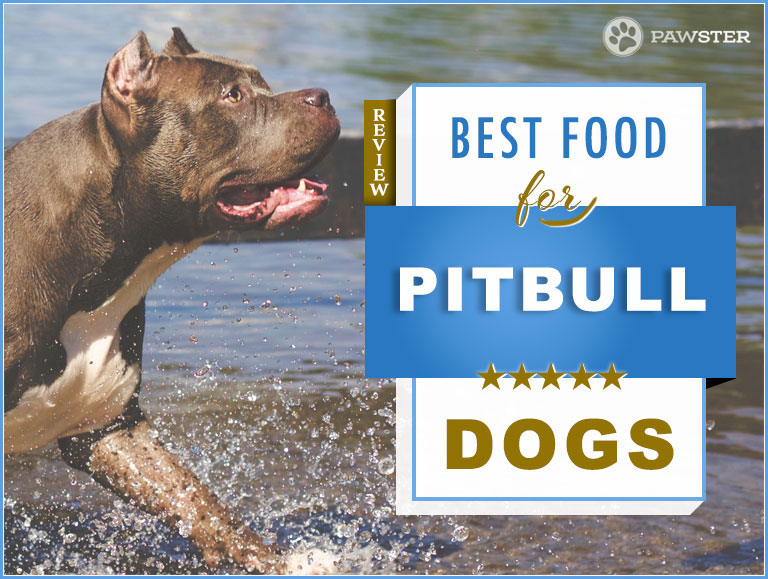 Foods for a Pitbull