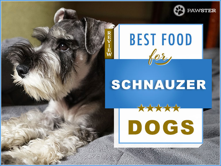 Top 6 Best Foods for a Schnauzer