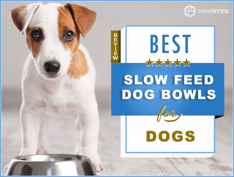 The Best Slow Feed Dog Bowls
