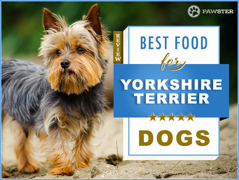 Best Dog Foods for Yorkshire Terrier – 2024 Nutrition Guide