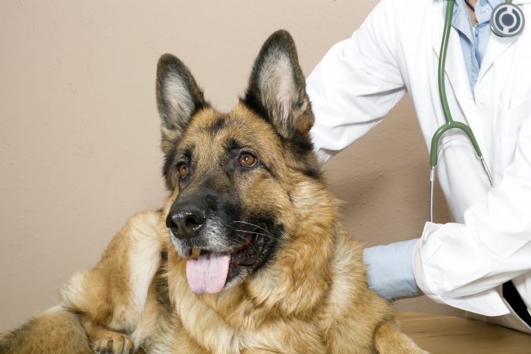 10 Dog Breeds That Vets Don’t Recommend