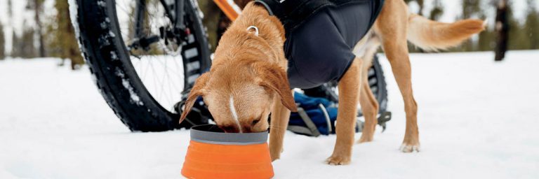 The Best Portable Dog Bowls