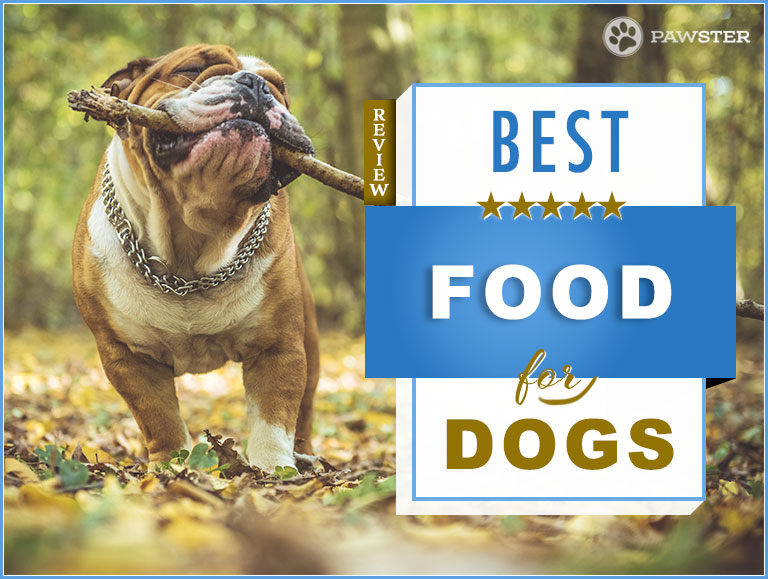 best dog food guide