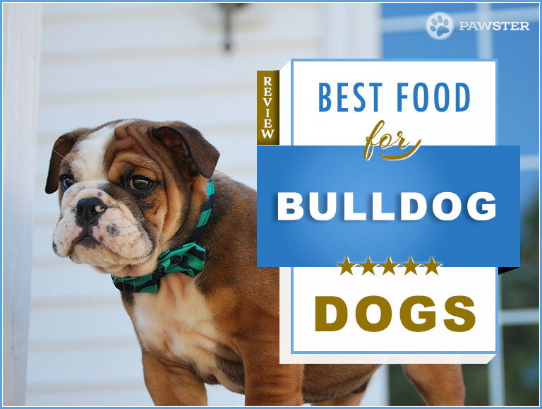 best bulldog food 1