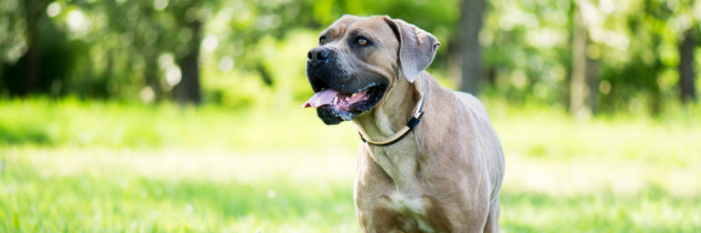 Cane Corso Breed Profile, Fun Facts and Puppy Pictures