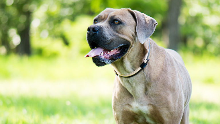 Cane Corso Breed Profile Fun Facts And Puppy Pictures