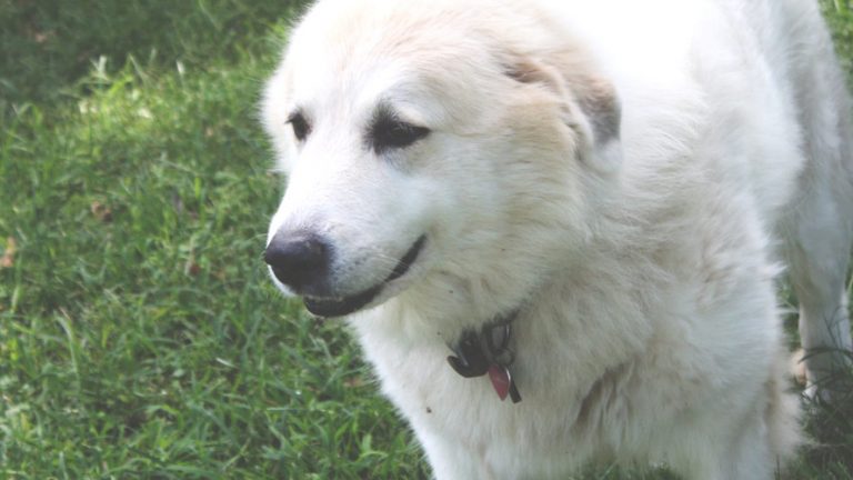 hip dysplasia in great pyrenees