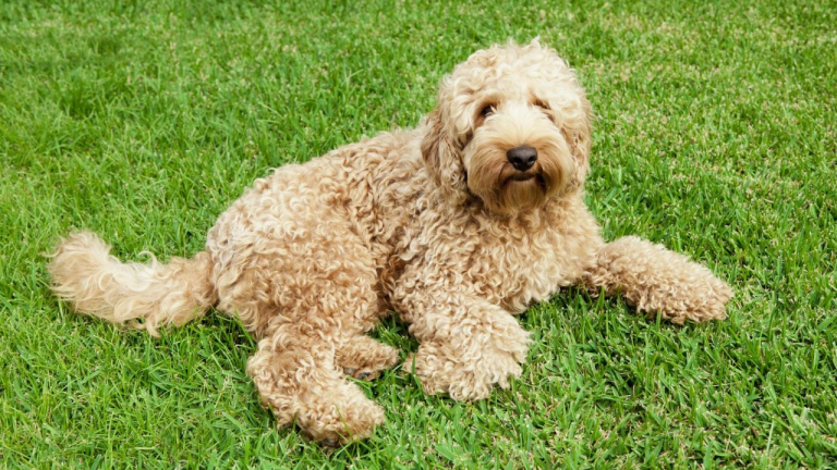 labradoodle cost to buy