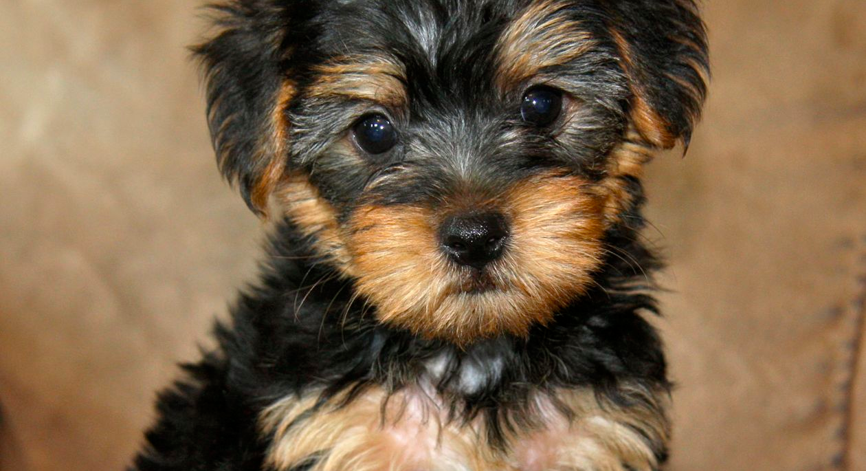 Yorkipoo (Yorkshire Terrier/Poodle) Dog Breed Profile : 2020 Edition