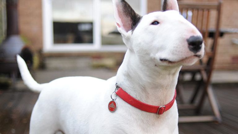 do bull terriers shed