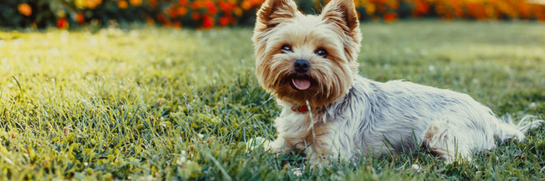 Yorkie (Yorkshire) Dog Breed History, Nutrition and Common Health Problems