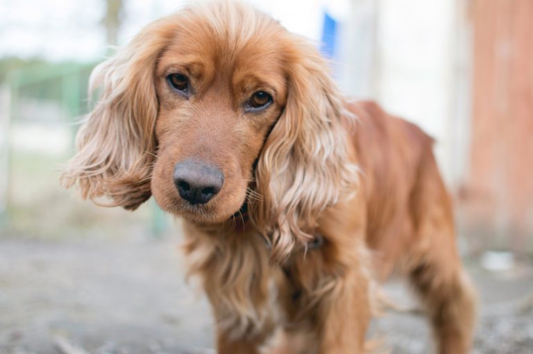 English Cocker Spaniel Breed Characteristics, Fun Facts and Puppy Pictures