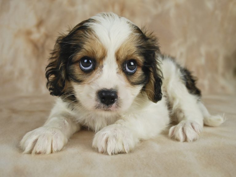Cavachon Breed Profile, Characteristics, Fun Facts and Pictures