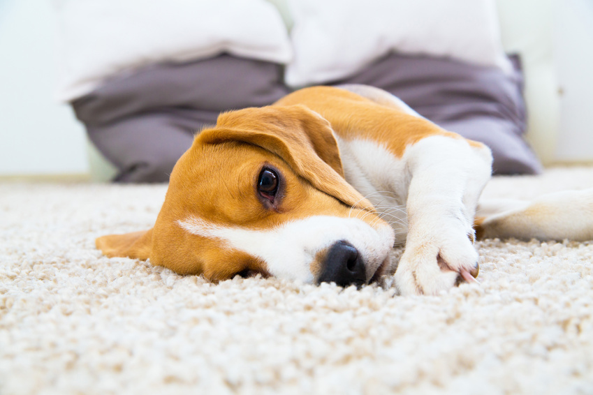 Why Dogs Lick Their Paws And How To Stop It,Tofu Scramble