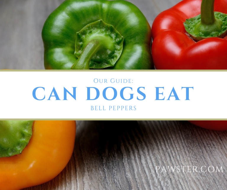 Can Dogs Eat Bell Peppers and a Quick Word of Warning
